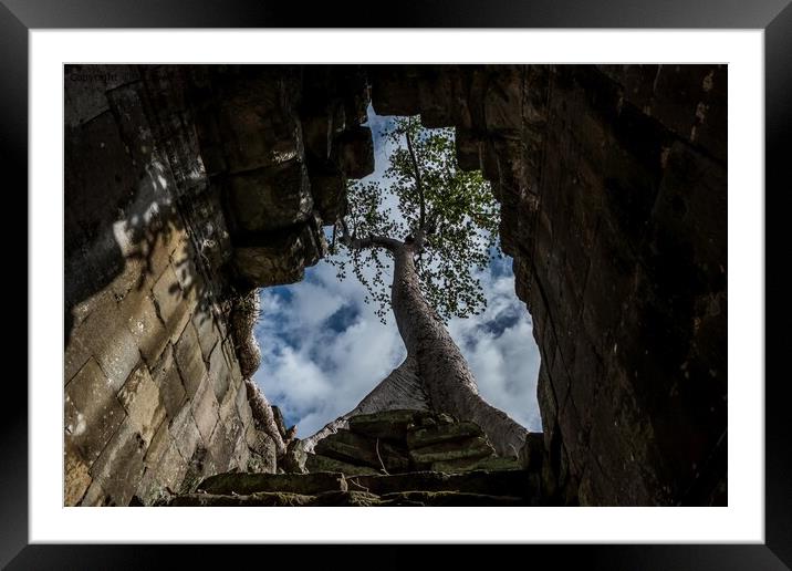 Tree at Preah Khan Temple, Cambodia Framed Mounted Print by Jo Sowden