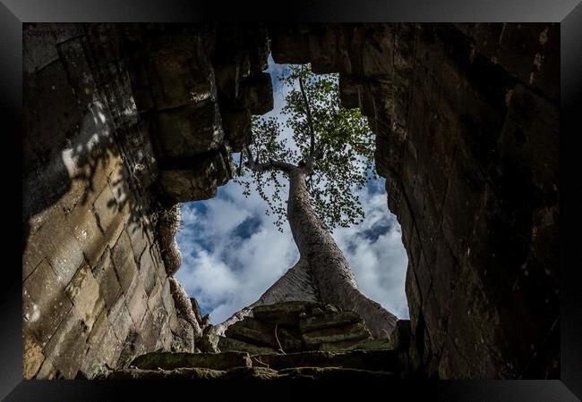 Tree at Preah Khan Temple, Cambodia Framed Print by Jo Sowden