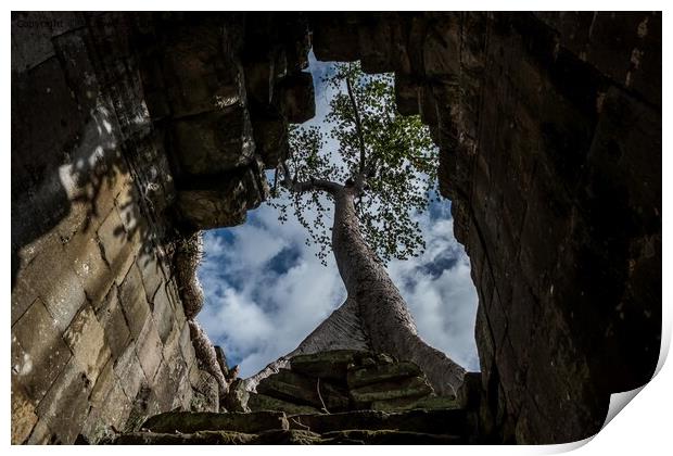 Tree at Preah Khan Temple, Cambodia Print by Jo Sowden