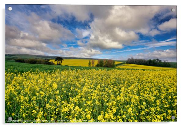 Yellow Rape Seed Field Acrylic by Wight Landscapes