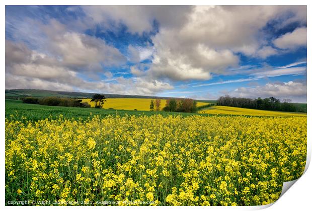 Yellow Rape Seed Field Print by Wight Landscapes