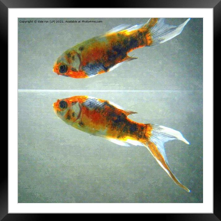 solo the fish Framed Mounted Print by dale rys (LP)