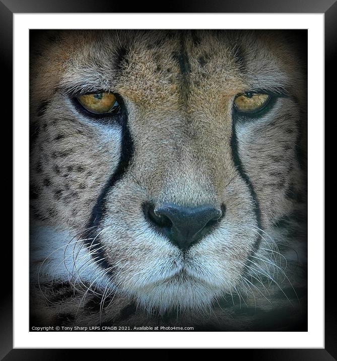 CLOSE ENCOUNTER WITH A CHEETAH Framed Mounted Print by Tony Sharp LRPS CPAGB