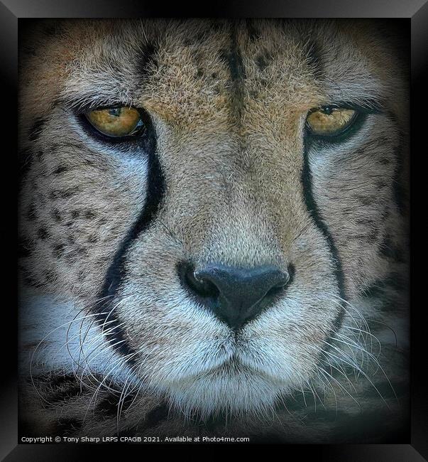 CLOSE ENCOUNTER WITH A CHEETAH Framed Print by Tony Sharp LRPS CPAGB