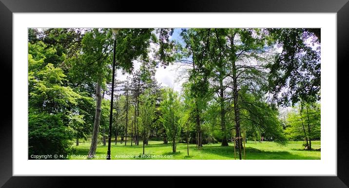 Plant tree in forest Framed Mounted Print by M. J. Photography