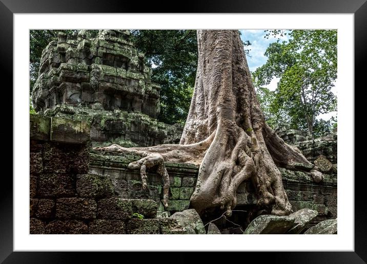 Tree detail, Ta Promh Temple Cambodia Framed Mounted Print by Jo Sowden