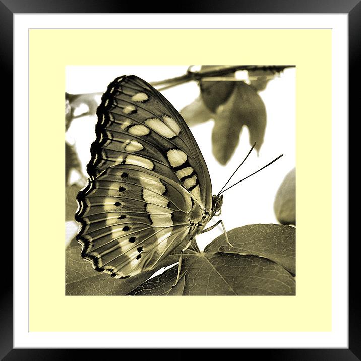 resting Framed Mounted Print by Heather Newton