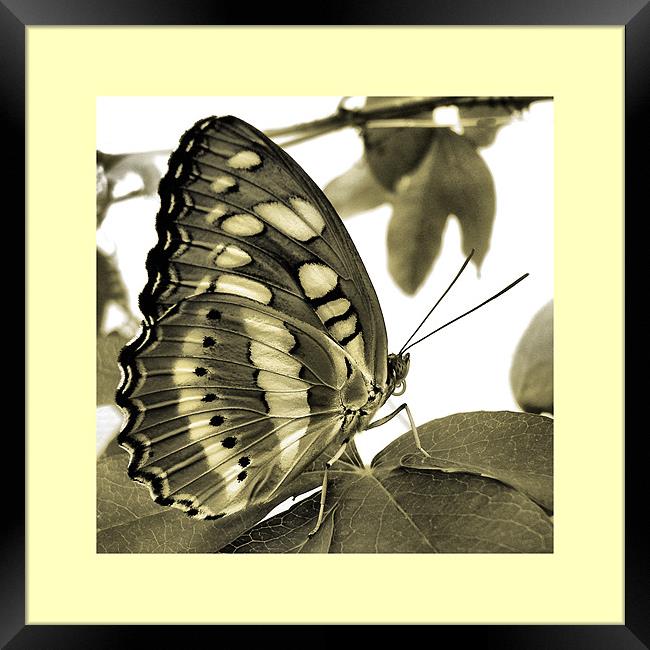 resting Framed Print by Heather Newton