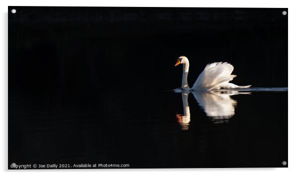 Swan in early morning spring sunshine Acrylic by Joe Dailly