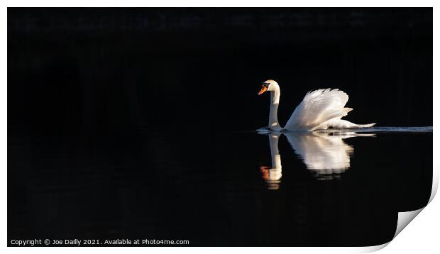 Swan in early morning spring sunshine Print by Joe Dailly