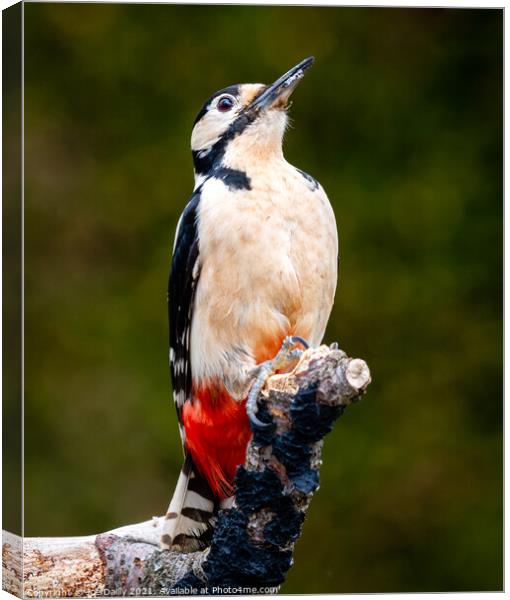 Majestic Great Spotted Woodpecker Canvas Print by Joe Dailly