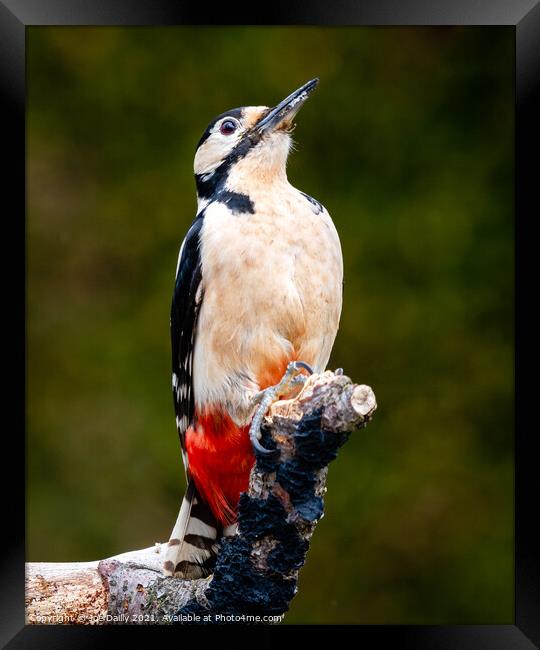 Majestic Great Spotted Woodpecker Framed Print by Joe Dailly
