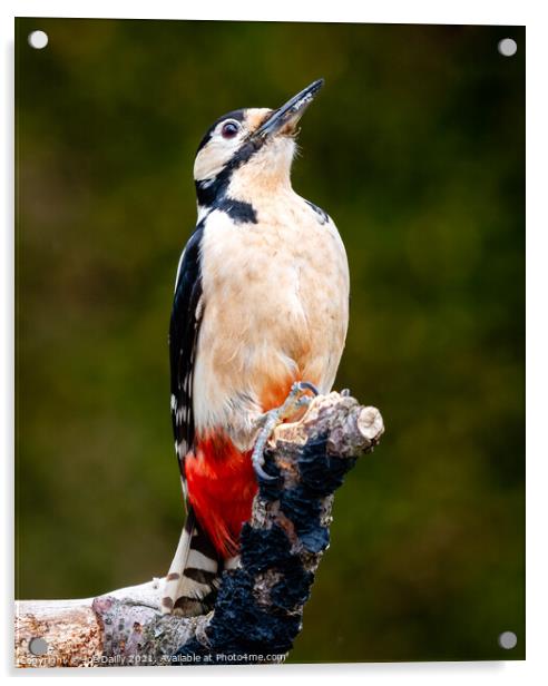 Majestic Great Spotted Woodpecker Acrylic by Joe Dailly