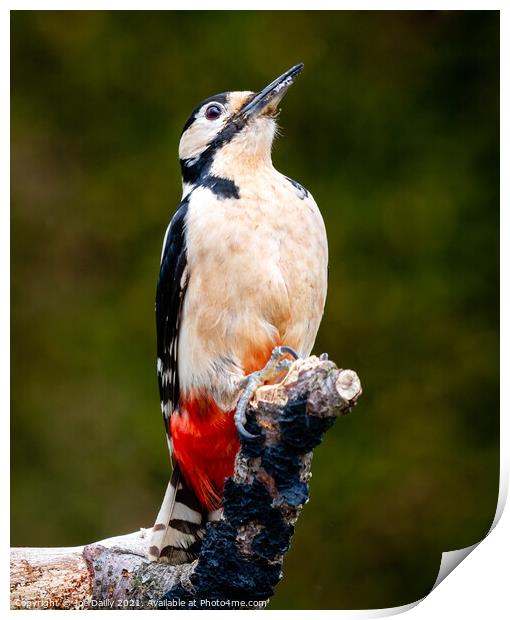 Majestic Great Spotted Woodpecker Print by Joe Dailly
