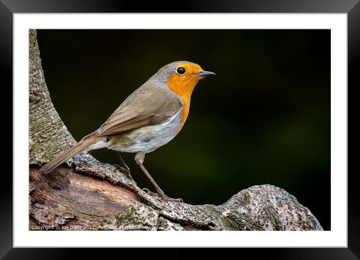 Perched Robin Red Breats Framed Mounted Print by Joe Dailly