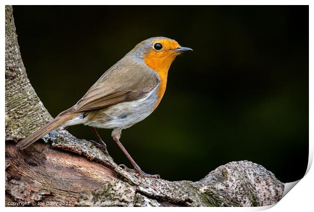 Perched Robin Red Breats Print by Joe Dailly