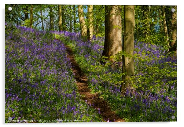 Walk through the Bluebell Wood Acrylic by Martyn Arnold