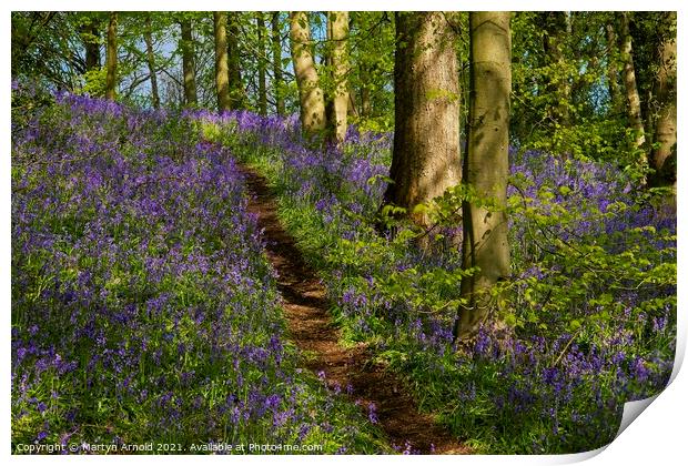 Walk through the Bluebell Wood Print by Martyn Arnold