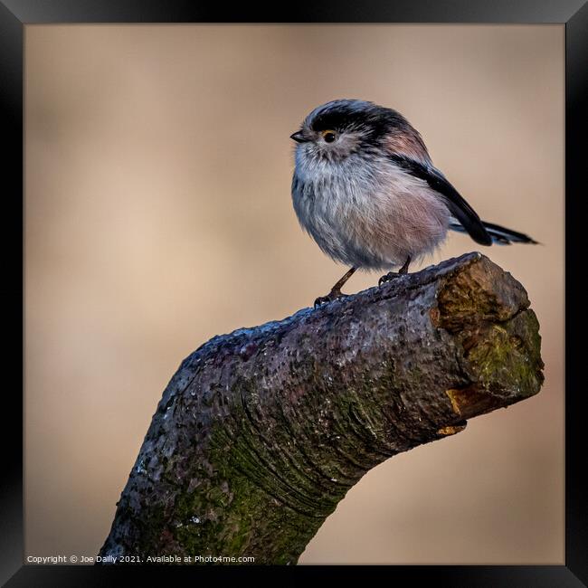 Long Tailed Tit Framed Print by Joe Dailly