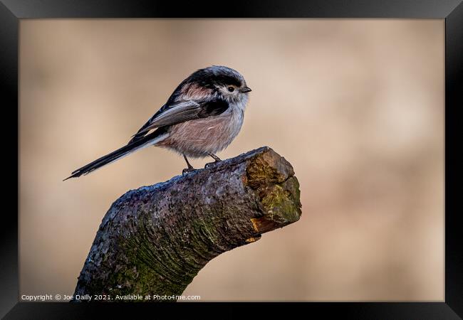 Long tailed Tit Framed Print by Joe Dailly