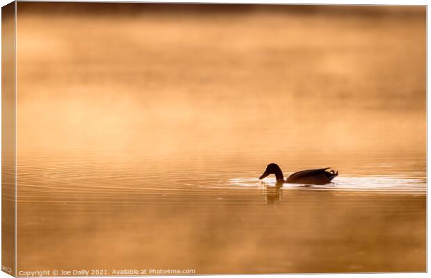 Duck on a golden sunlit pond Canvas Print by Joe Dailly