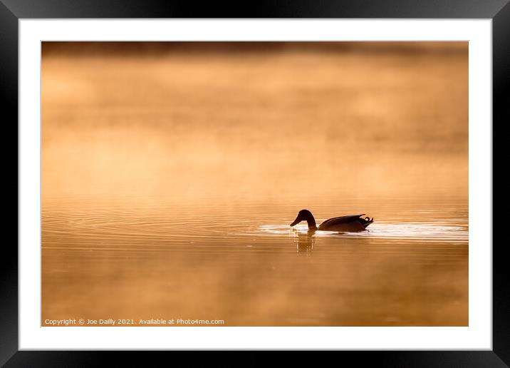 Duck on a golden sunlit pond Framed Mounted Print by Joe Dailly