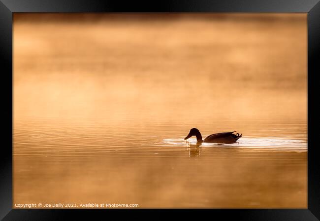 Duck on a golden sunlit pond Framed Print by Joe Dailly