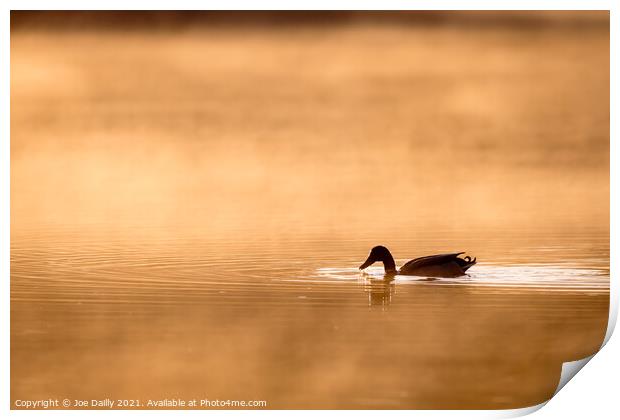 Duck on a golden sunlit pond Print by Joe Dailly