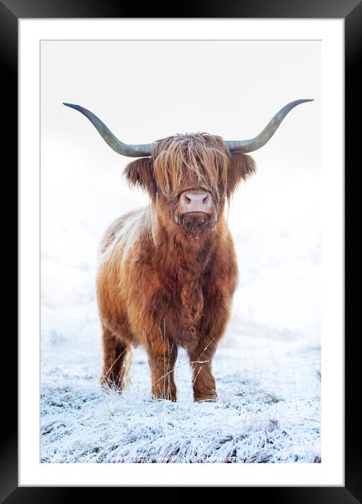 Highland cow in snow, Glen Nevis, Scotland Framed Mounted Print by Justin Foulkes