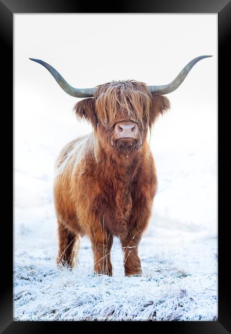 Highland cow in snow, Glen Nevis, Scotland Framed Print by Justin Foulkes