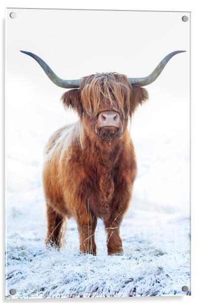Highland cow in snow, Glen Nevis, Scotland Acrylic by Justin Foulkes