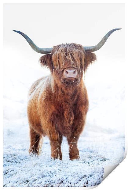 Highland cow in snow, Glen Nevis, Scotland Print by Justin Foulkes