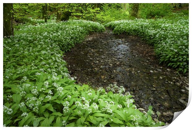 Woodland Garlic Print by Dave Rowlatt