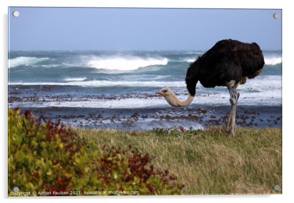 Ostrich at the beach Acrylic by Adrian Paulsen