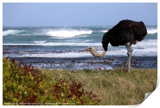 Ostrich at the beach Print by Adrian Paulsen