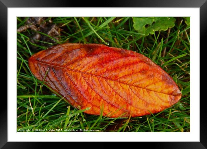 Autumn Leaf Framed Mounted Print by Richard J. Kyte