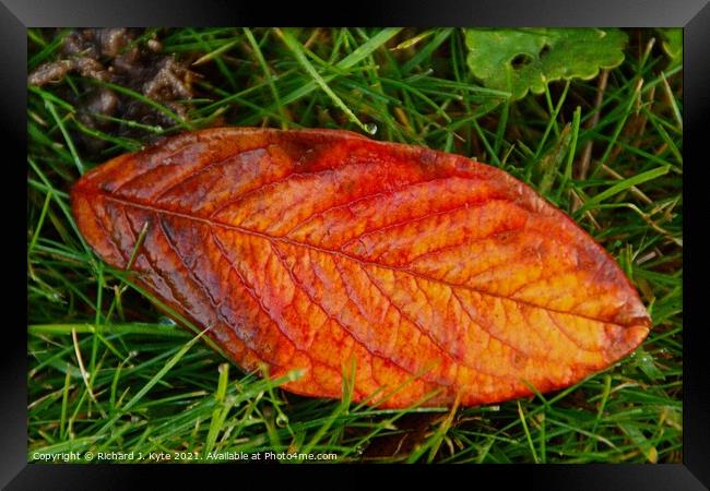 Autumn Leaf Framed Print by Richard J. Kyte