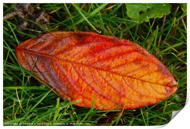 Autumn Leaf Print by Richard J. Kyte