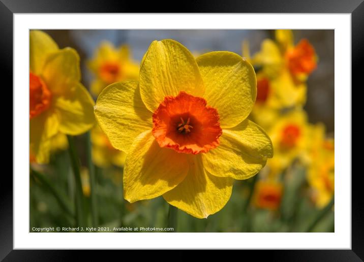Daffodil (Easter Dawn), Coughton Court, Framed Mounted Print by Richard J. Kyte