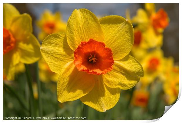 Daffodil (Easter Dawn), Coughton Court, Print by Richard J. Kyte