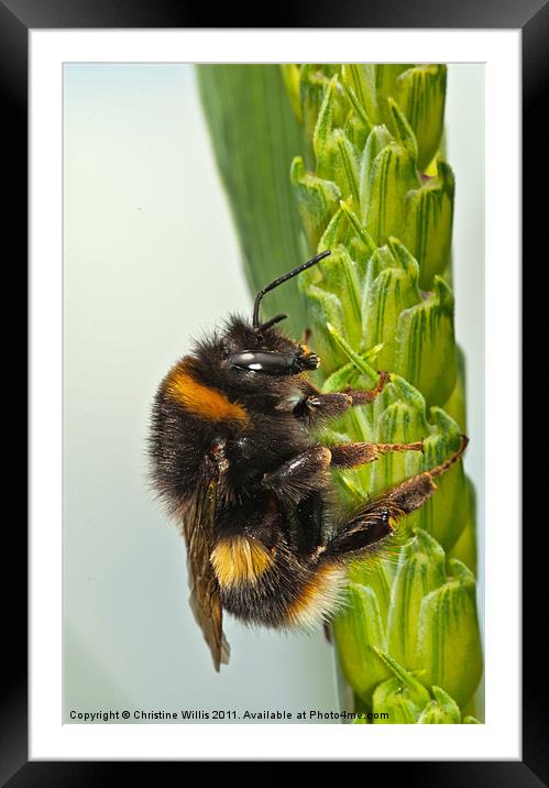 Eyes and Ears Framed Mounted Print by Christine Johnson