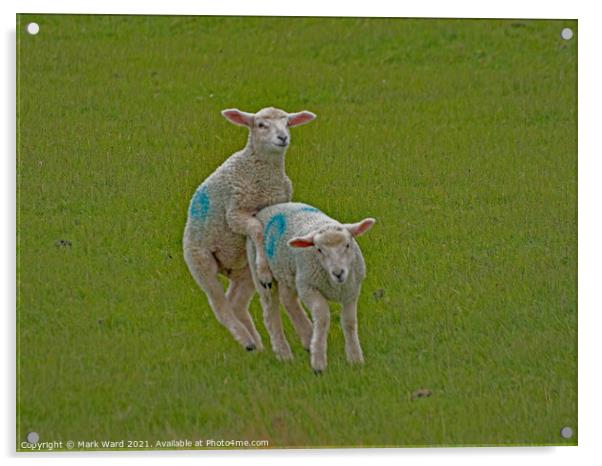 Lambs will Play. Acrylic by Mark Ward