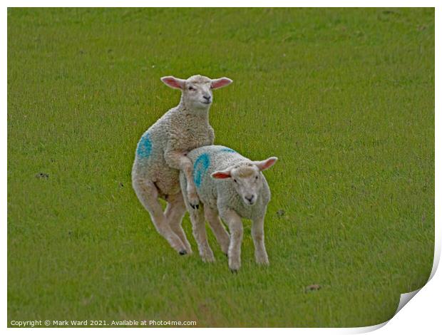 Lambs will Play. Print by Mark Ward
