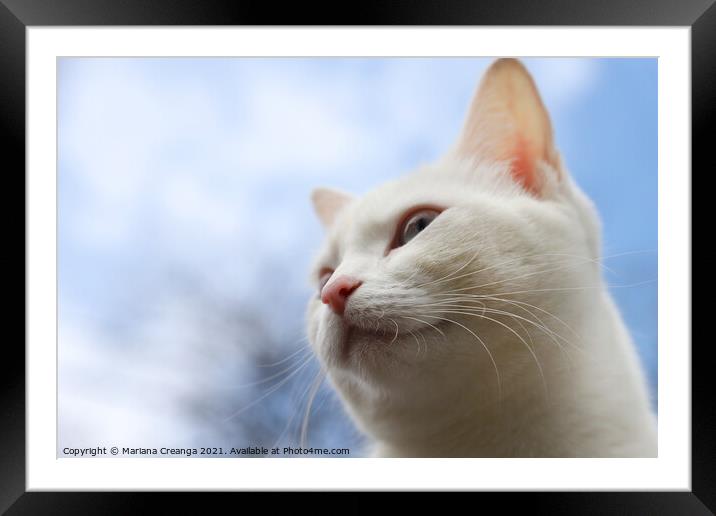 white cat Framed Mounted Print by Mariana Creanga