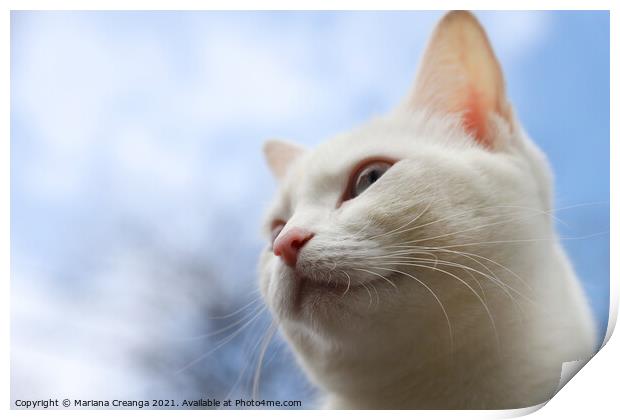 white cat Print by Mariana Creanga