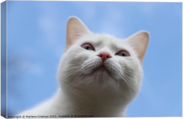 a white cat looking up Canvas Print by Mariana Creanga