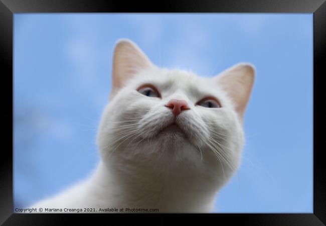 a white cat looking up Framed Print by Mariana Creanga