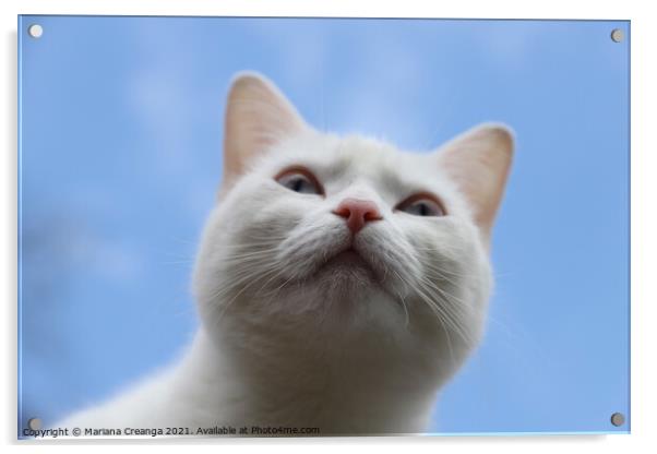 a white cat looking up Acrylic by Mariana Creanga