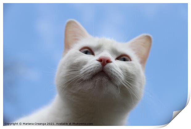 a white cat looking up Print by Mariana Creanga