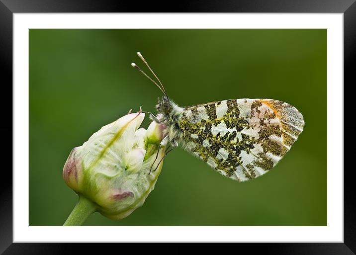 Orange tip butterfly Framed Mounted Print by Pete Hemington